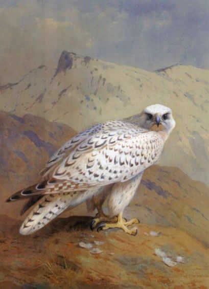 Archibald Thorburn A Greenland or Gyr Falcon